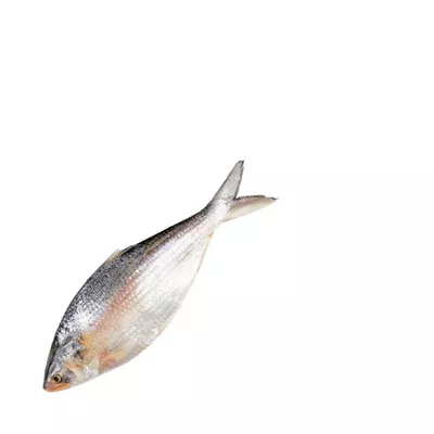 আস্ত ইলিশ - প্রতি পিস ১ কেজি