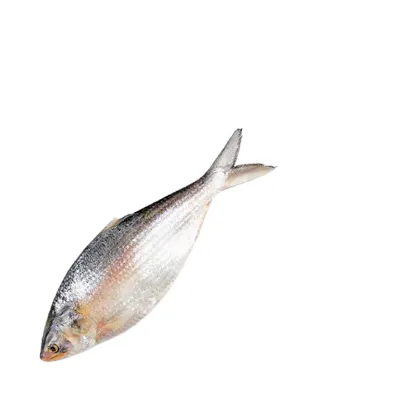 আস্ত ইলিশ - প্রতি পিস ১.৫ কেজি