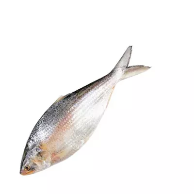 আস্ত ইলিশ - প্রতি পিস ২ কেজি