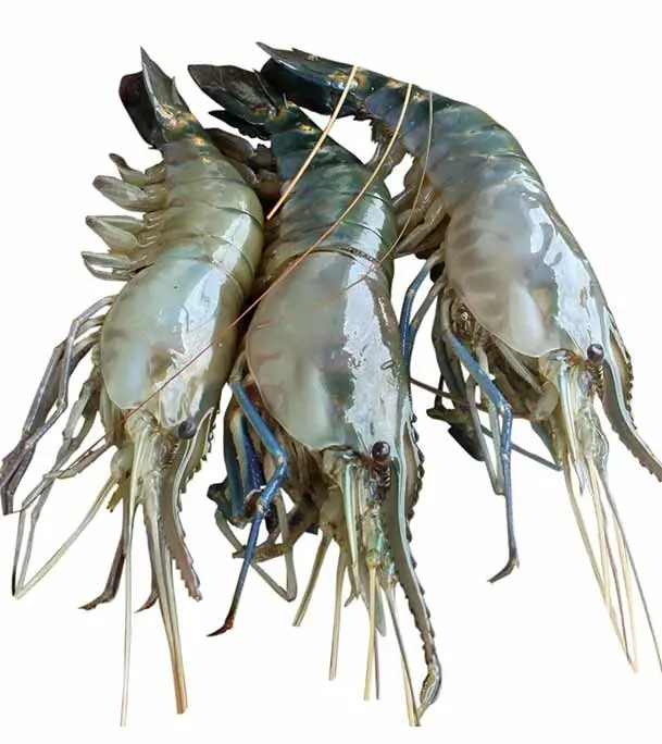 গলদা চিংড়ি